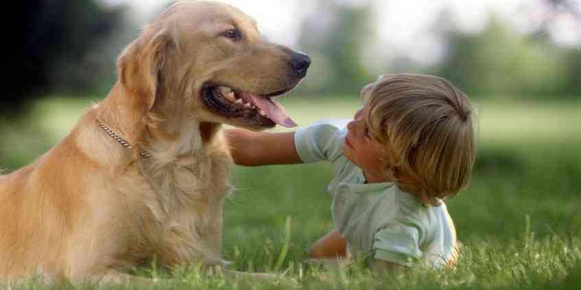 Co to jest alergia na sierść zwierząt?