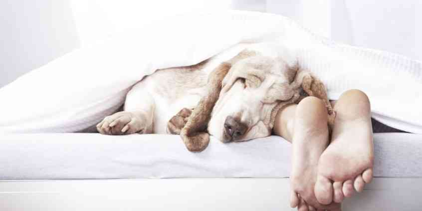 Opis pokrowców do materacy MK Foam